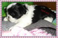 /album/galeria-de-fotos/shi-tzu-xena-jpg/